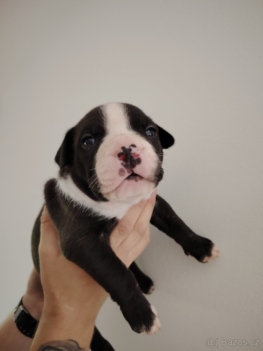 American Bully XL štěňata - 2