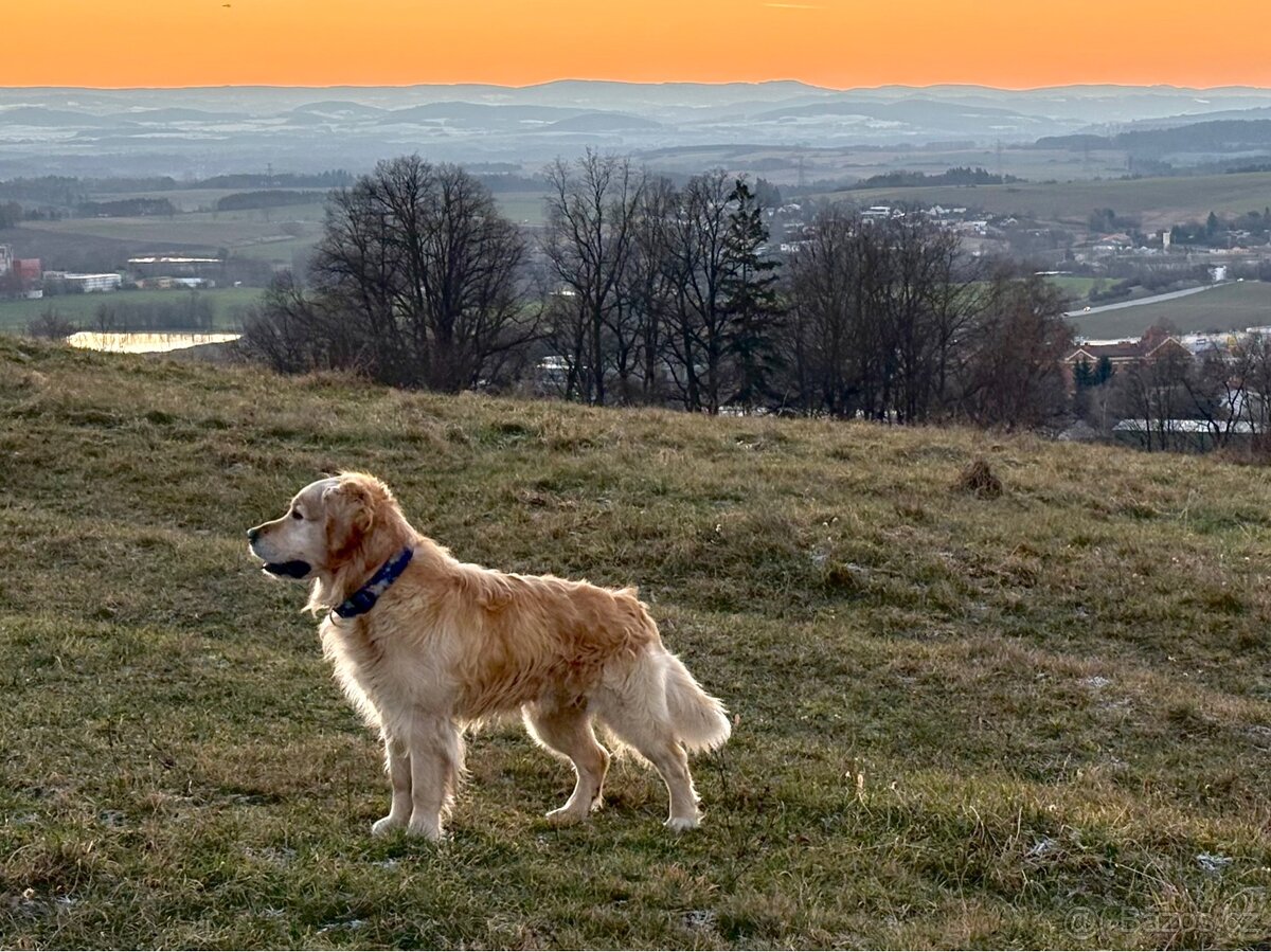 Chovný Zlatý Retriever s PP ke krytí - 2