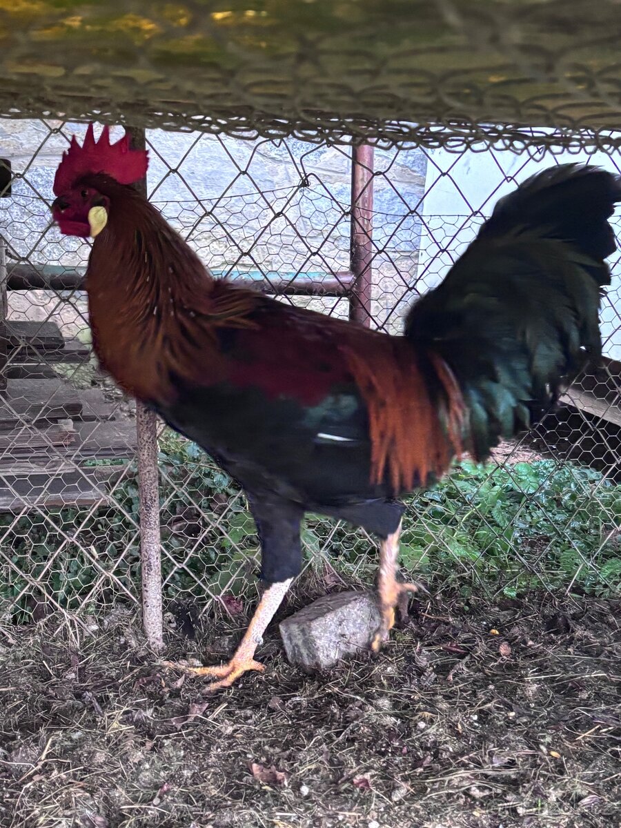 Kohouti - 2