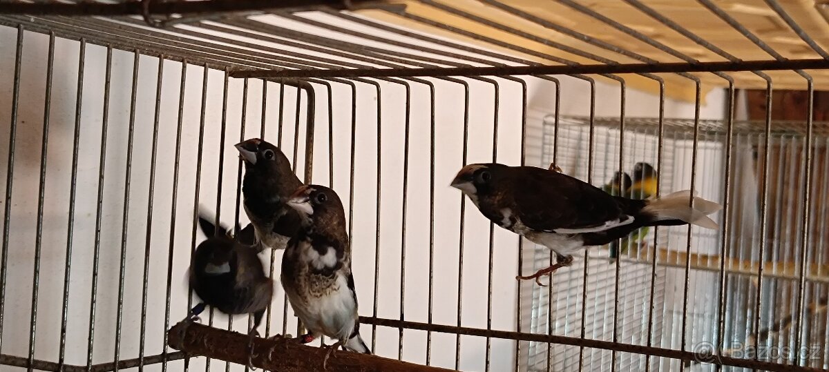 CHŮVKY Japonské - 2