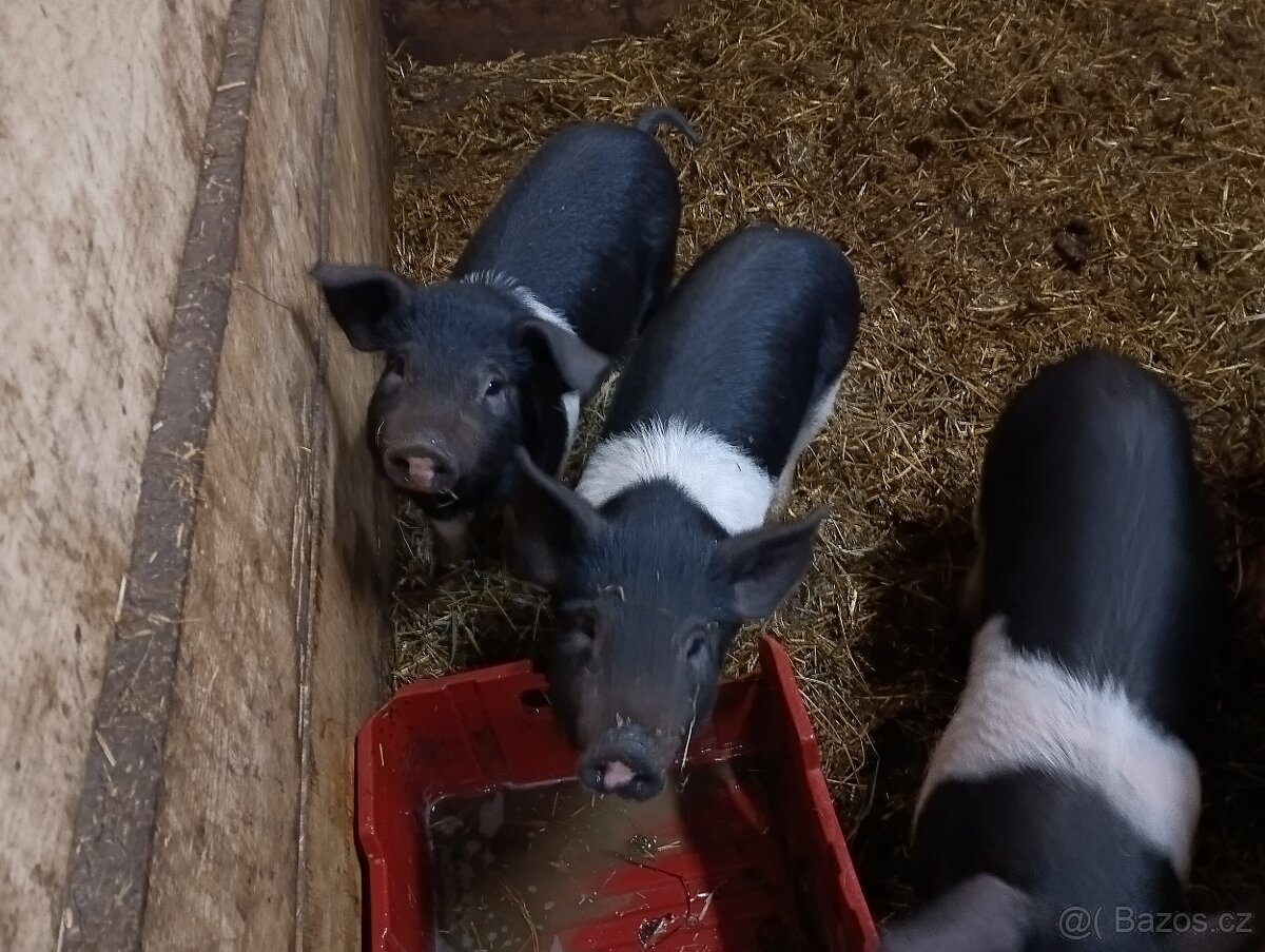 Přeštické seleta- - 2