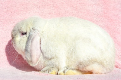 Sameček minilop Princ - 2