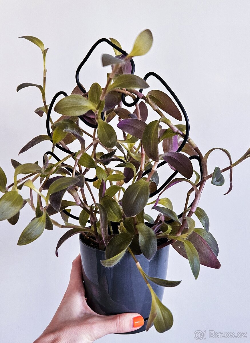 Tradescantia pallida Purple heart - 2