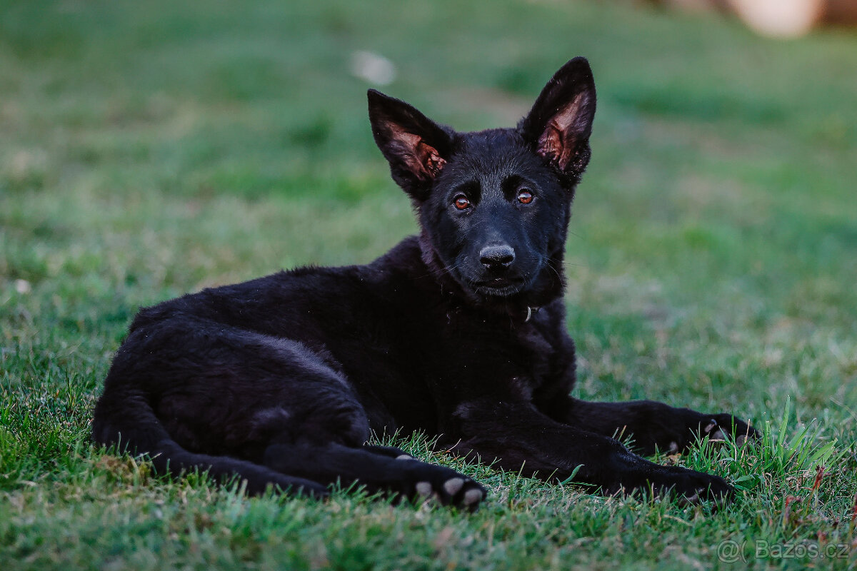 Nemecky ovcak s PP celocerna fenka - 2