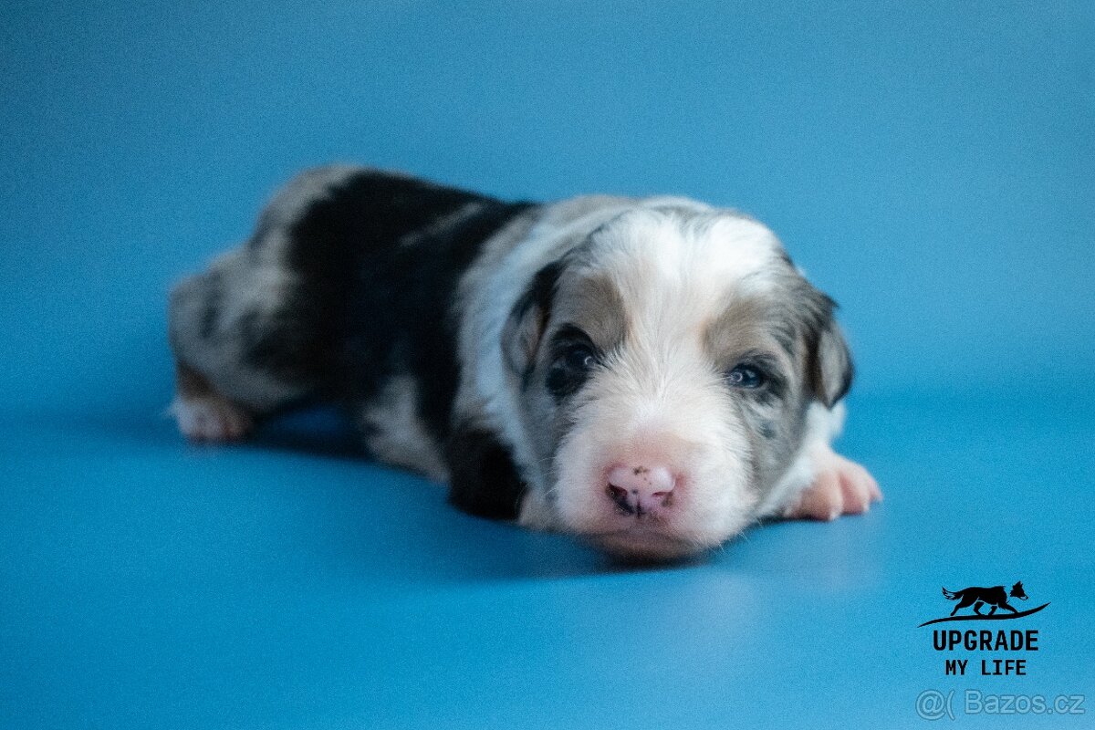 Border kolie s PP – štěňátka - 2