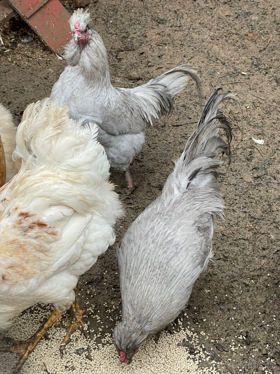 Kohouti Araukana a Cream Legbar - 2