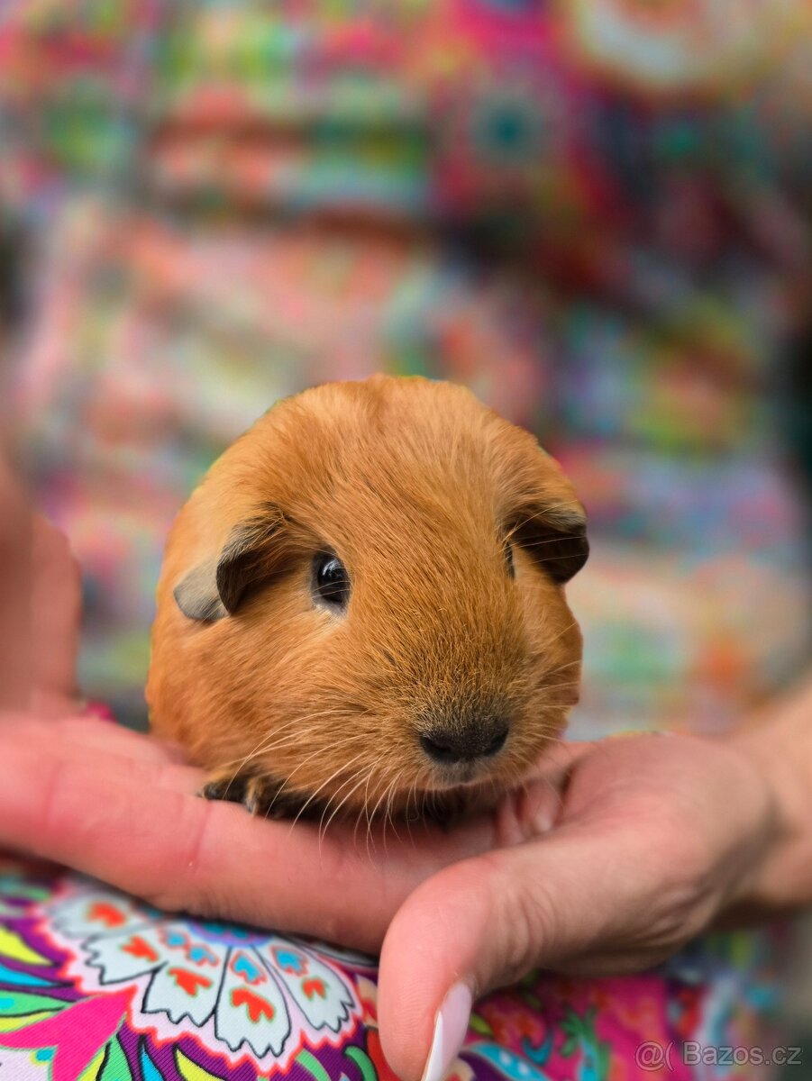 Morče s kalifornskou kresbou - 2