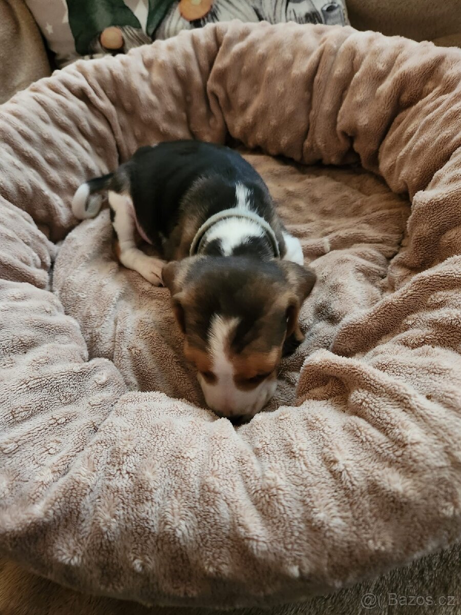 Štěňata bigla - 2