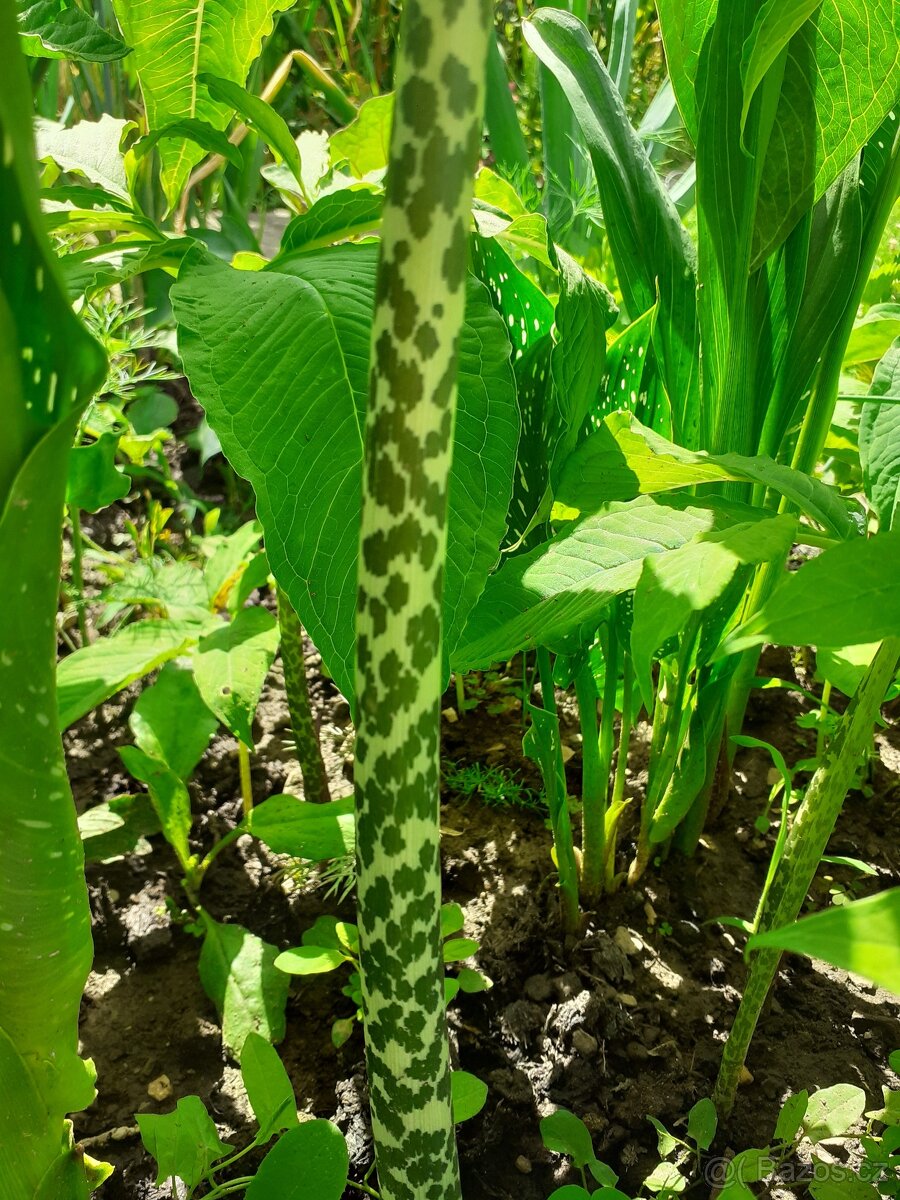 ÚŽOVNÍK - zajímavá rostlina - 2