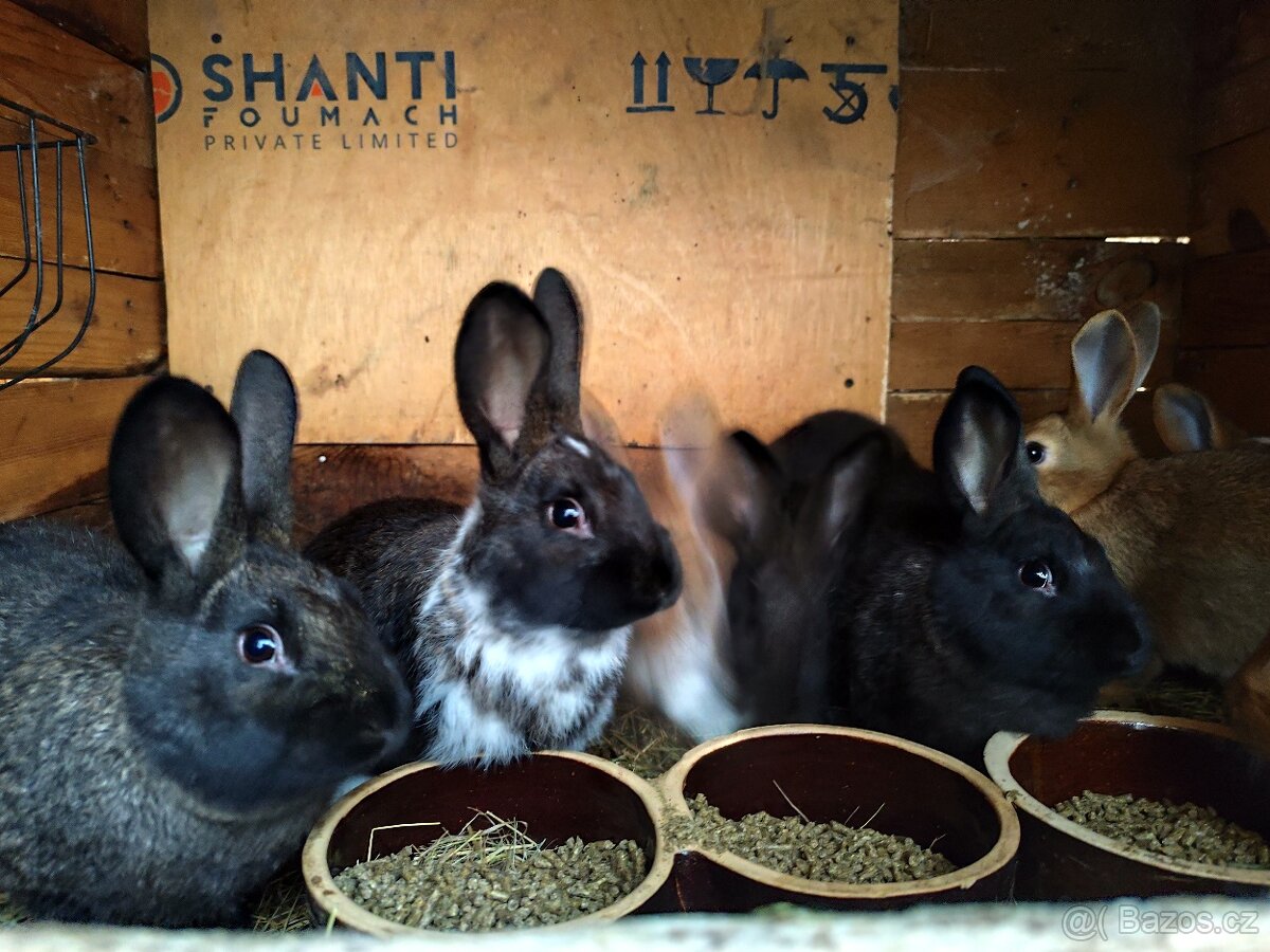 Králík/kralik samec / samice - 2