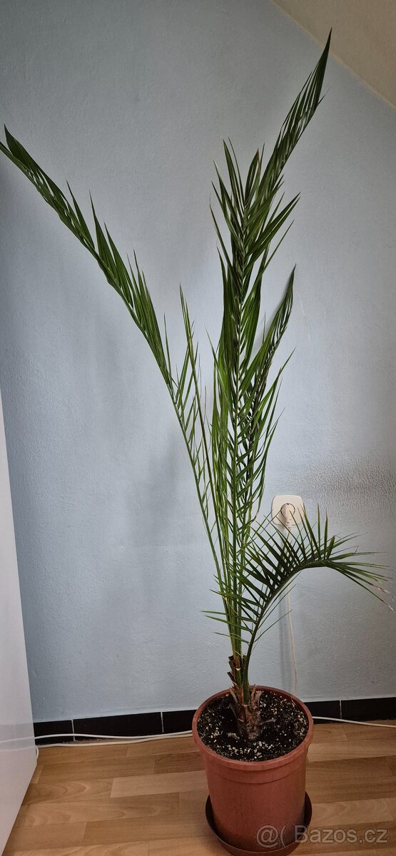 Palma kanárská 140 cm - 2