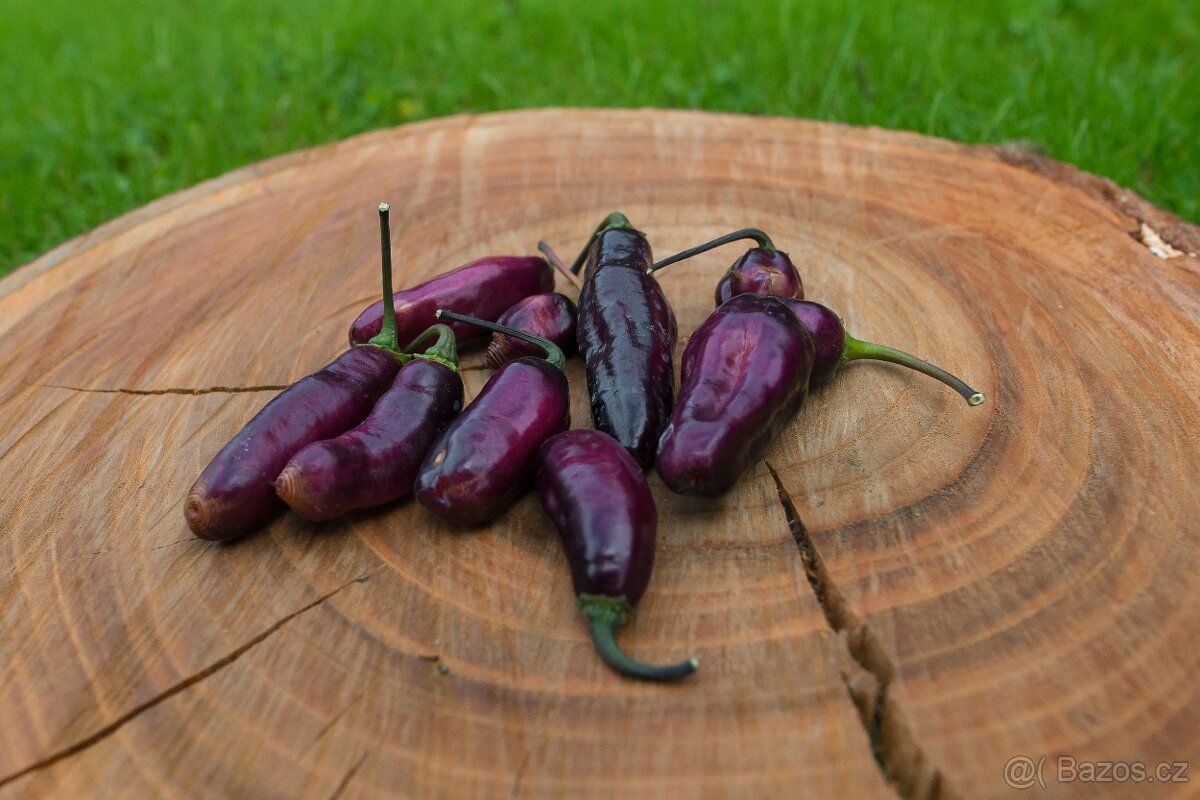 Chilli semena - Semínka chilli papričky • CERTIFIKOVANÁ • - 2