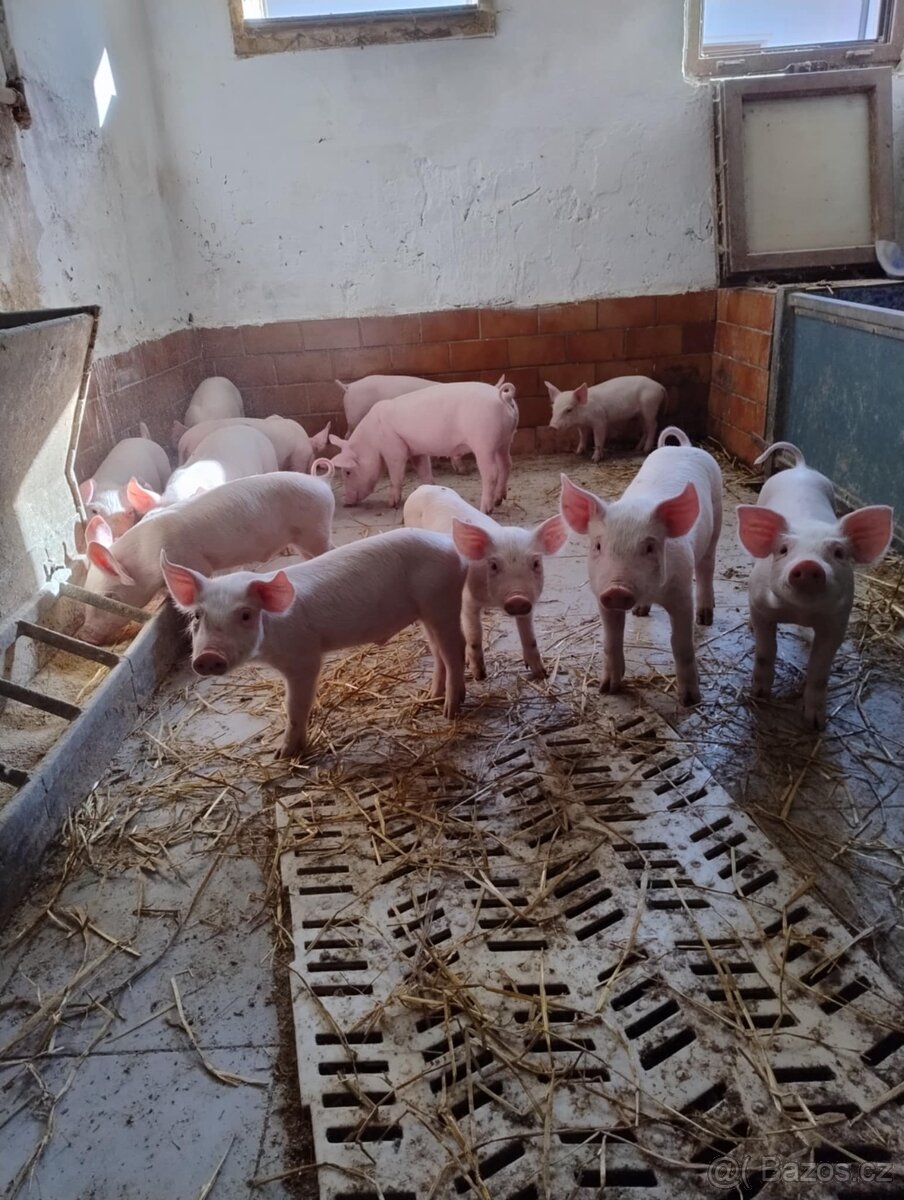 Prase, vepřové, půlky - 2