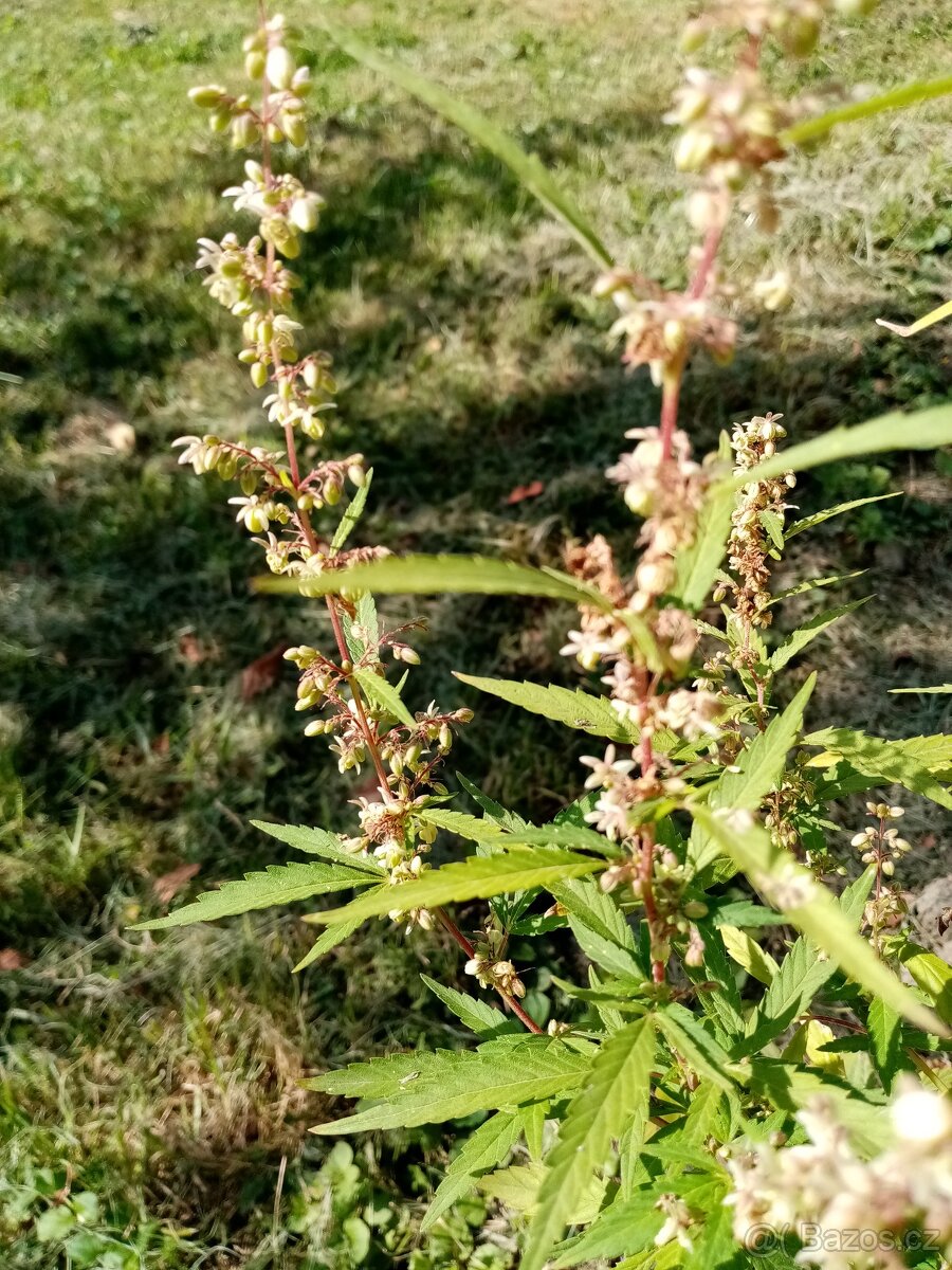 Prodám semena léčivého konopí. - 2