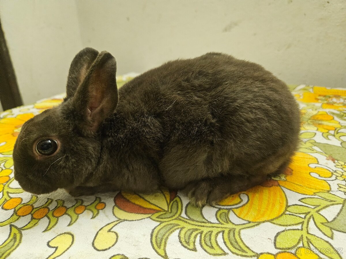 Zakrslý králíček - 2
