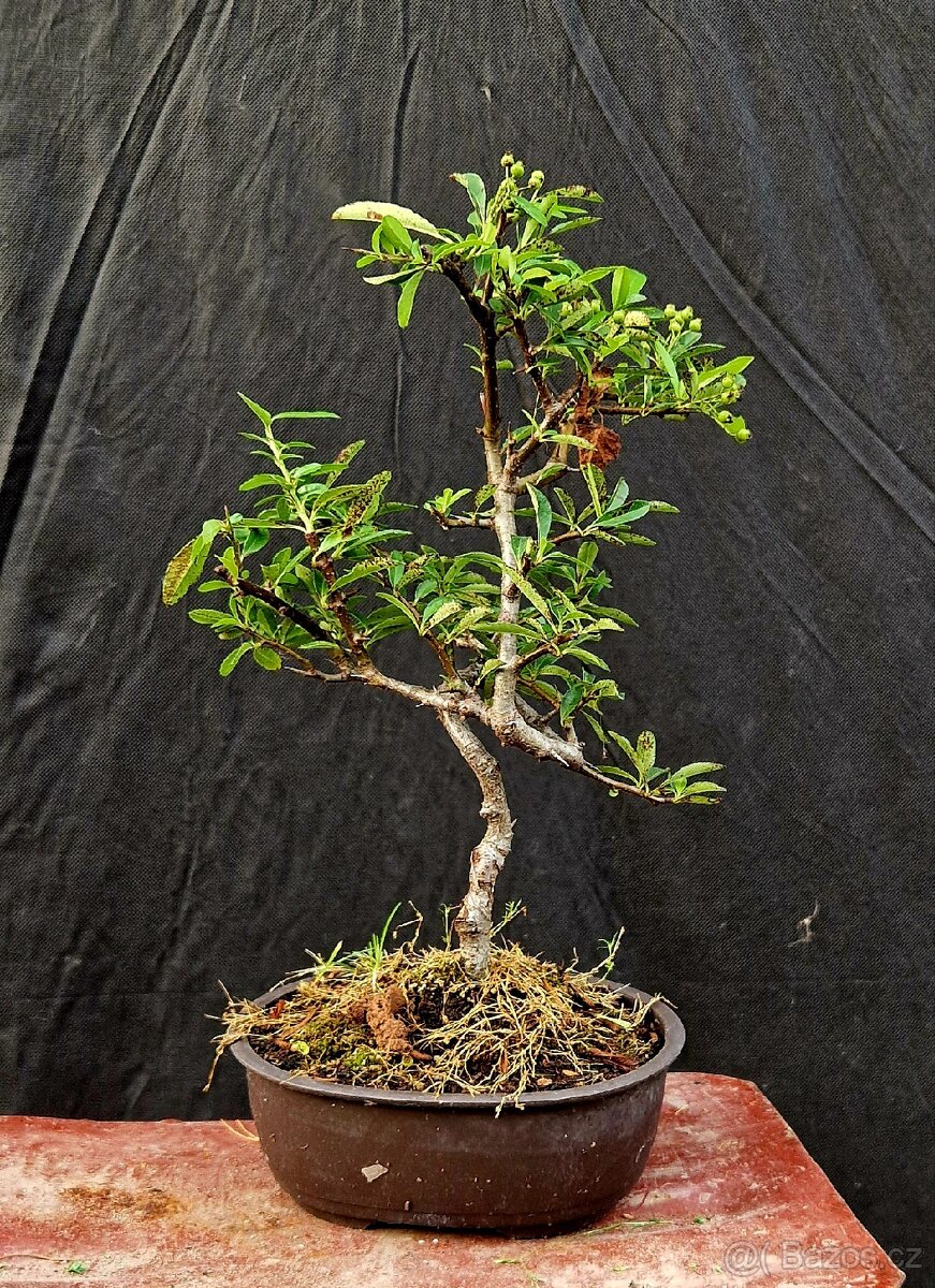 Bonsai, Bonsaj - Hlohyne 2 - 2