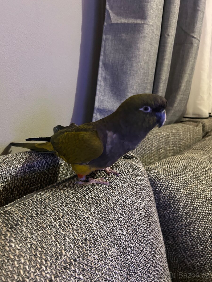 Papoušek patagonský - 2