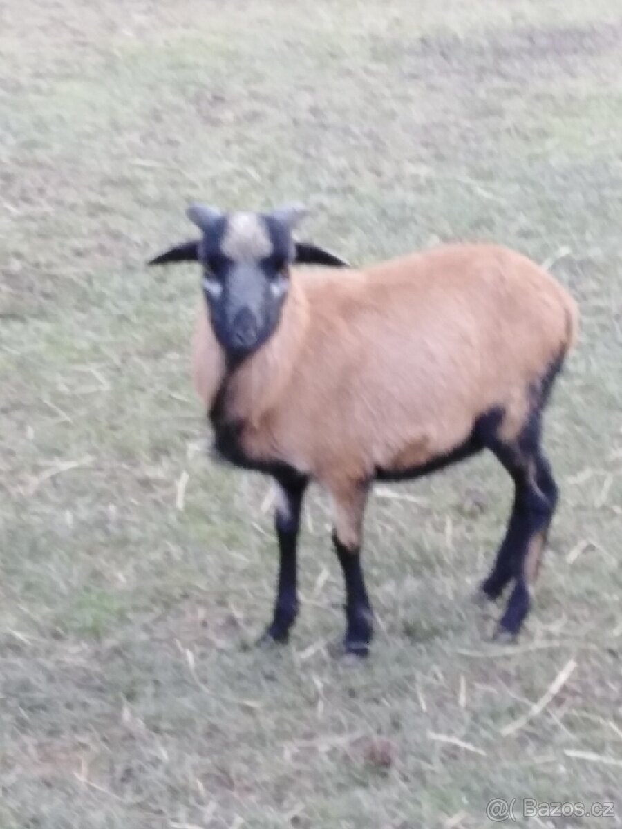 Kamerunský beran - 2