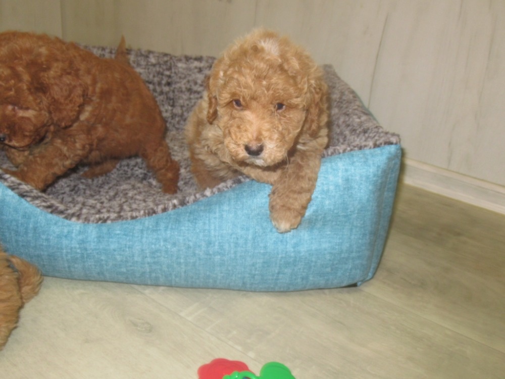 Maltipoo štěňátka - 2