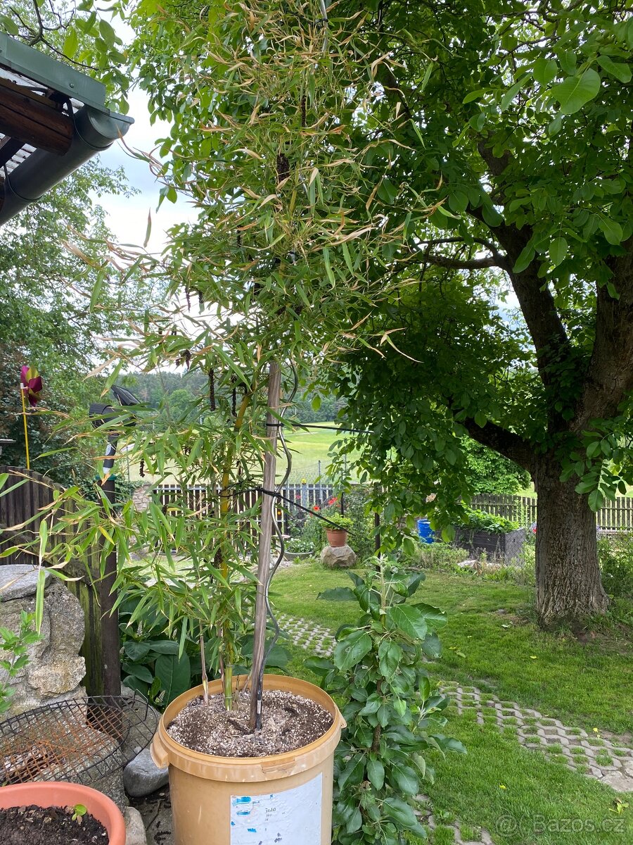 Mrazuvzdorný bambus - 2