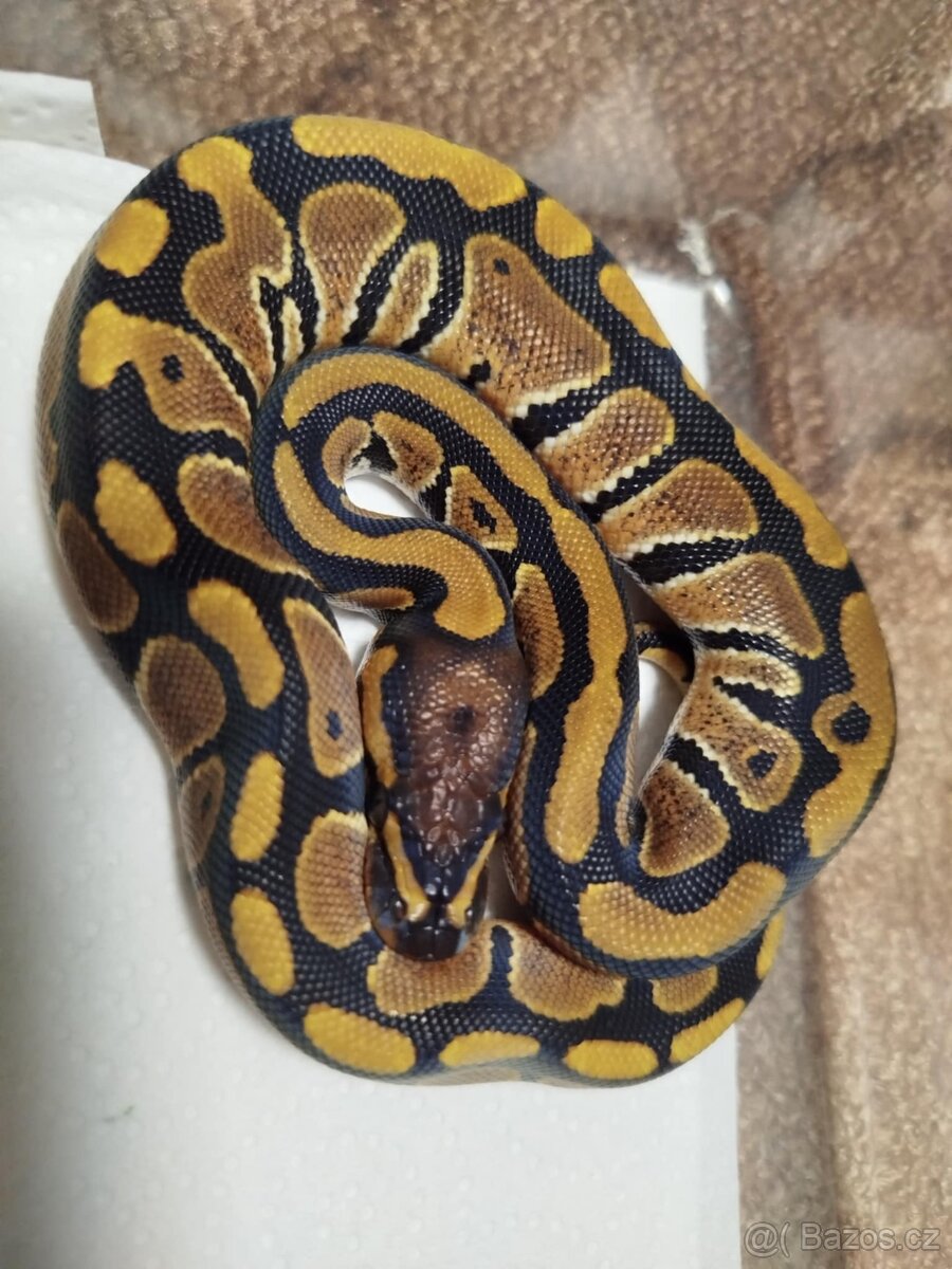Krajta královská - 2