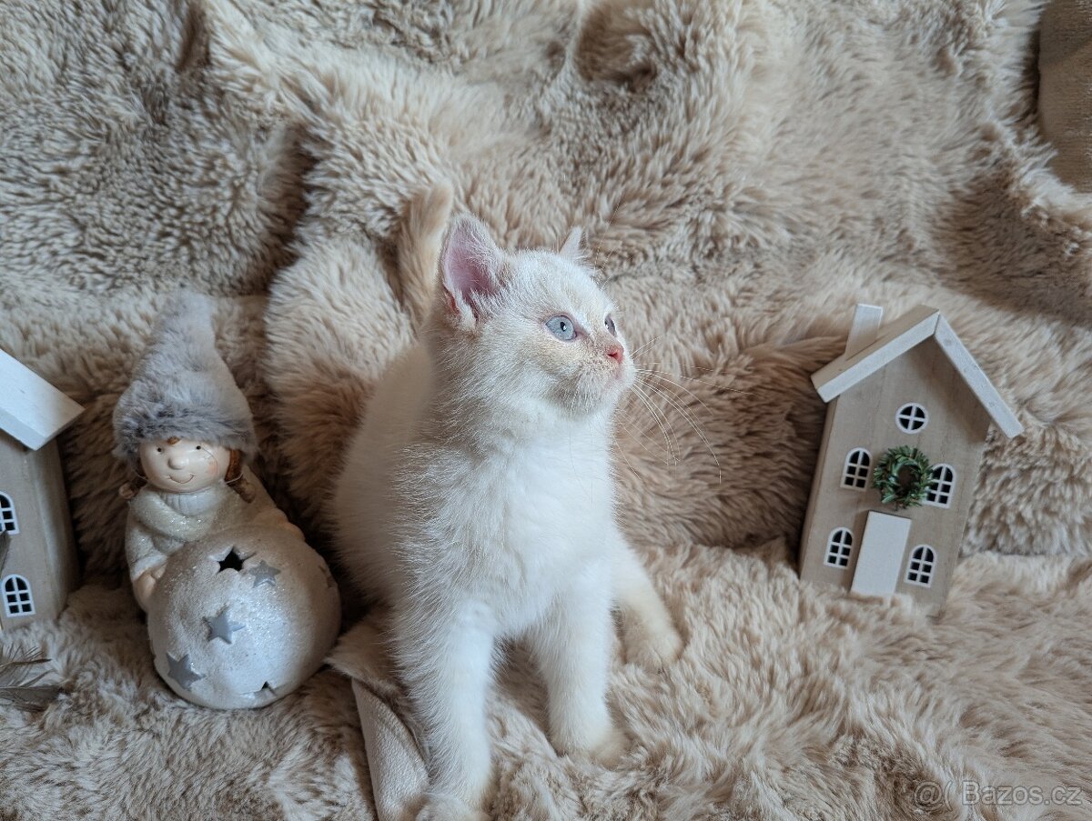 Britská koťata - 2