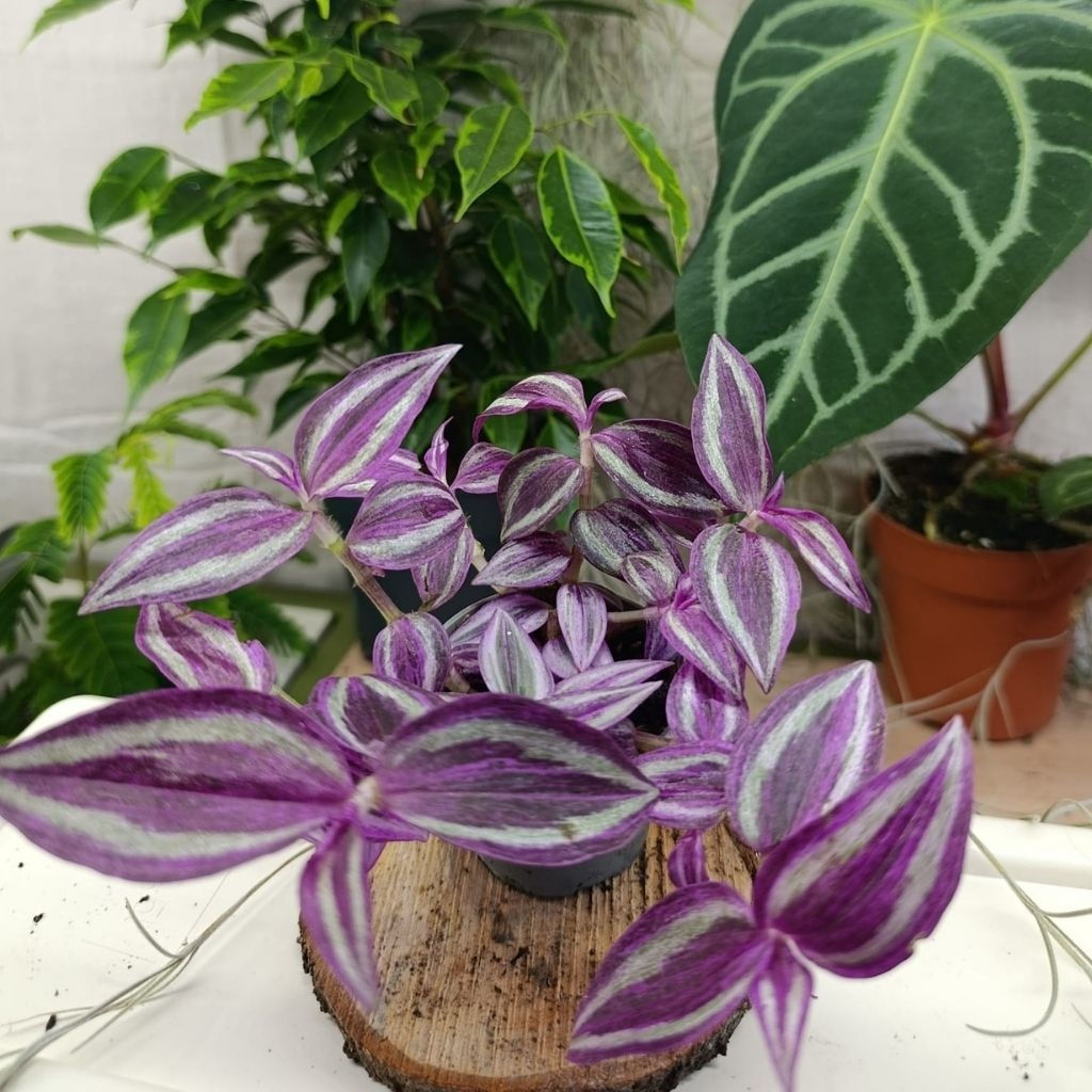 Tradescantia mix - 2