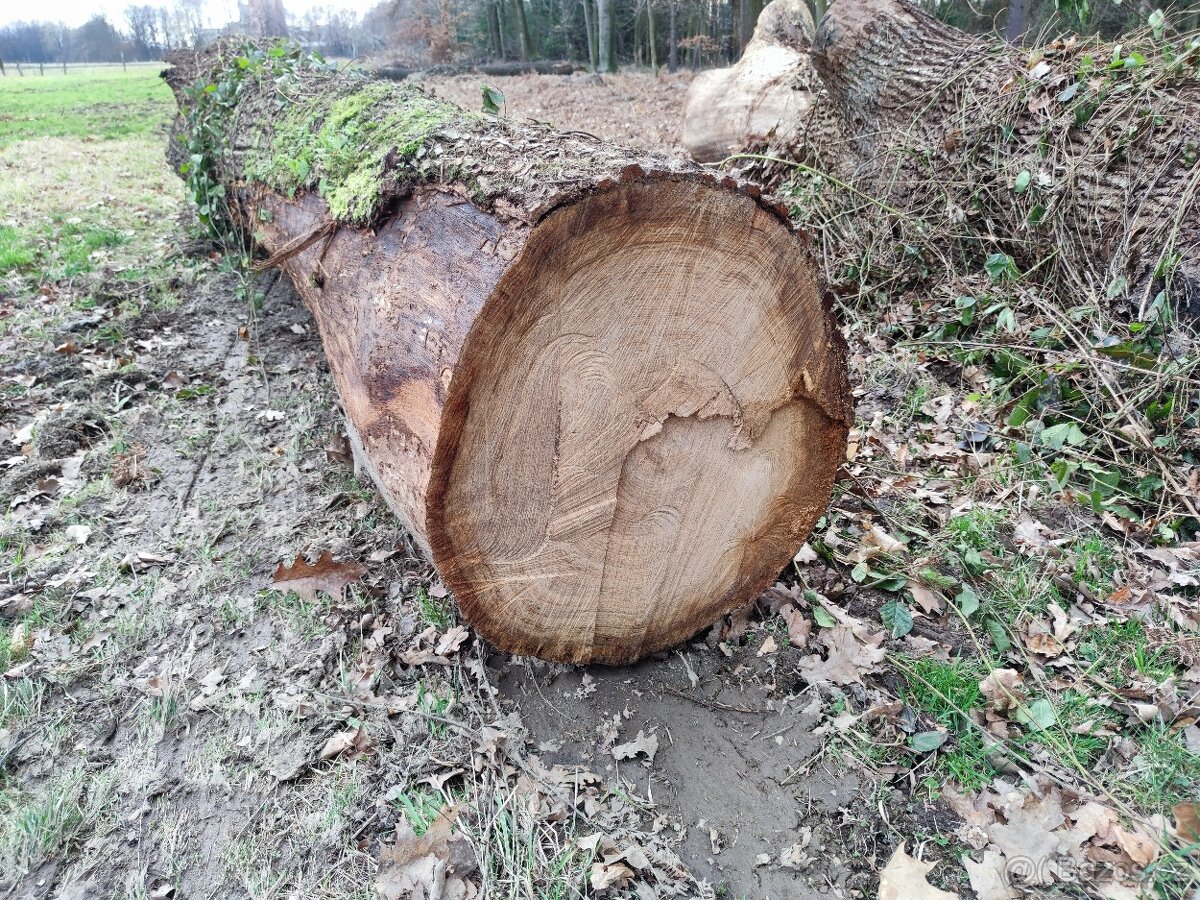 PRODÁM - DUBOVÁ KULATINA - 2