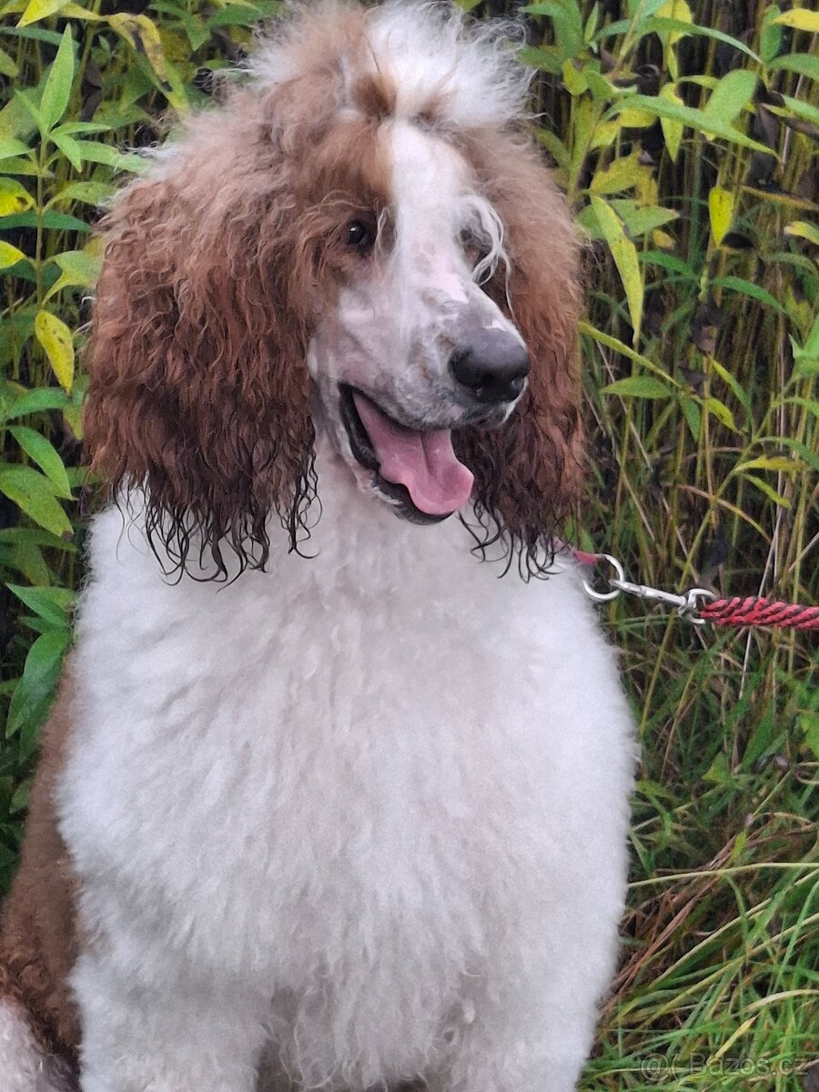 PRODÂME DOSPĚLÉHO KRÁLOVSKÉHO PUDLA - 2