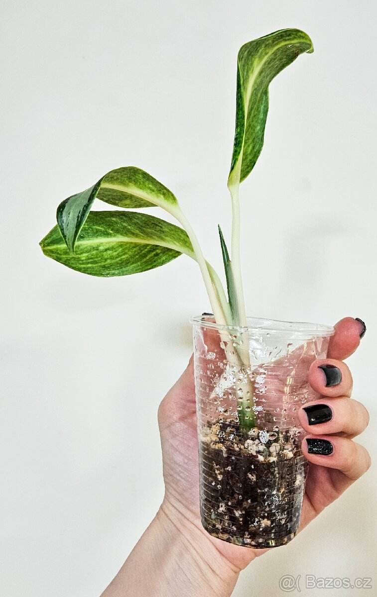 Aglaonema silver blue - 2