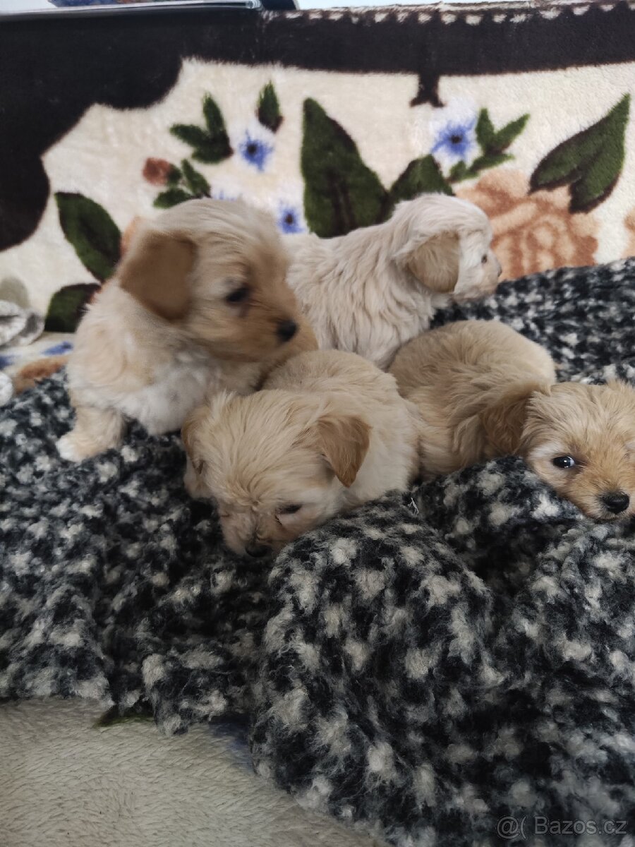 Jorkšírský teriér - 2