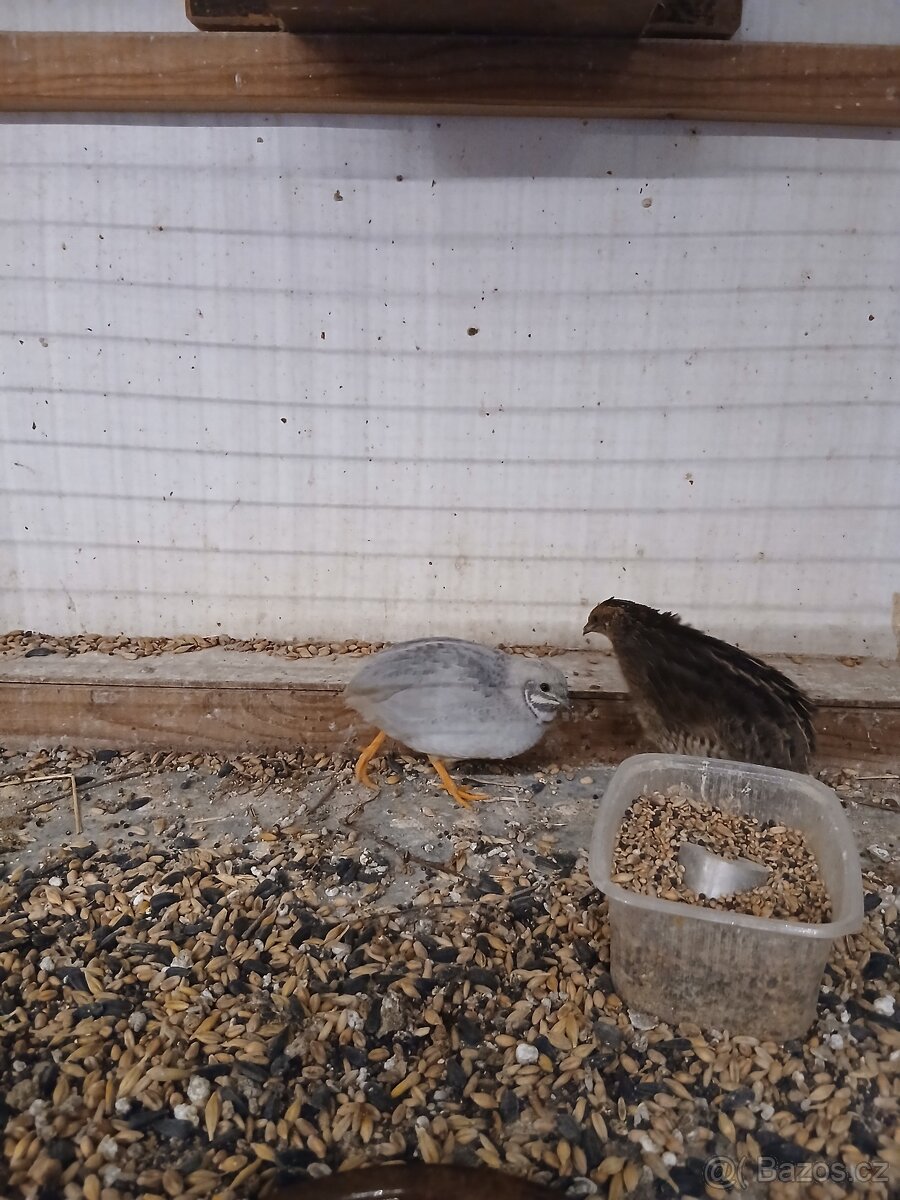 Křepelka čínská - 2