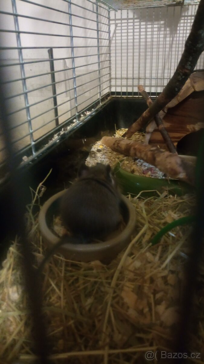 Osmák degu - 2