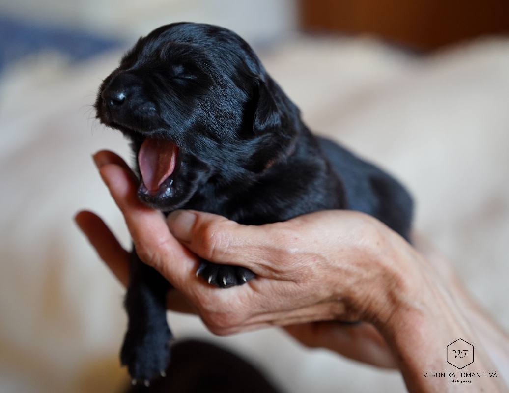 Pyrenejský Ovčák štěňátka s PP - 2