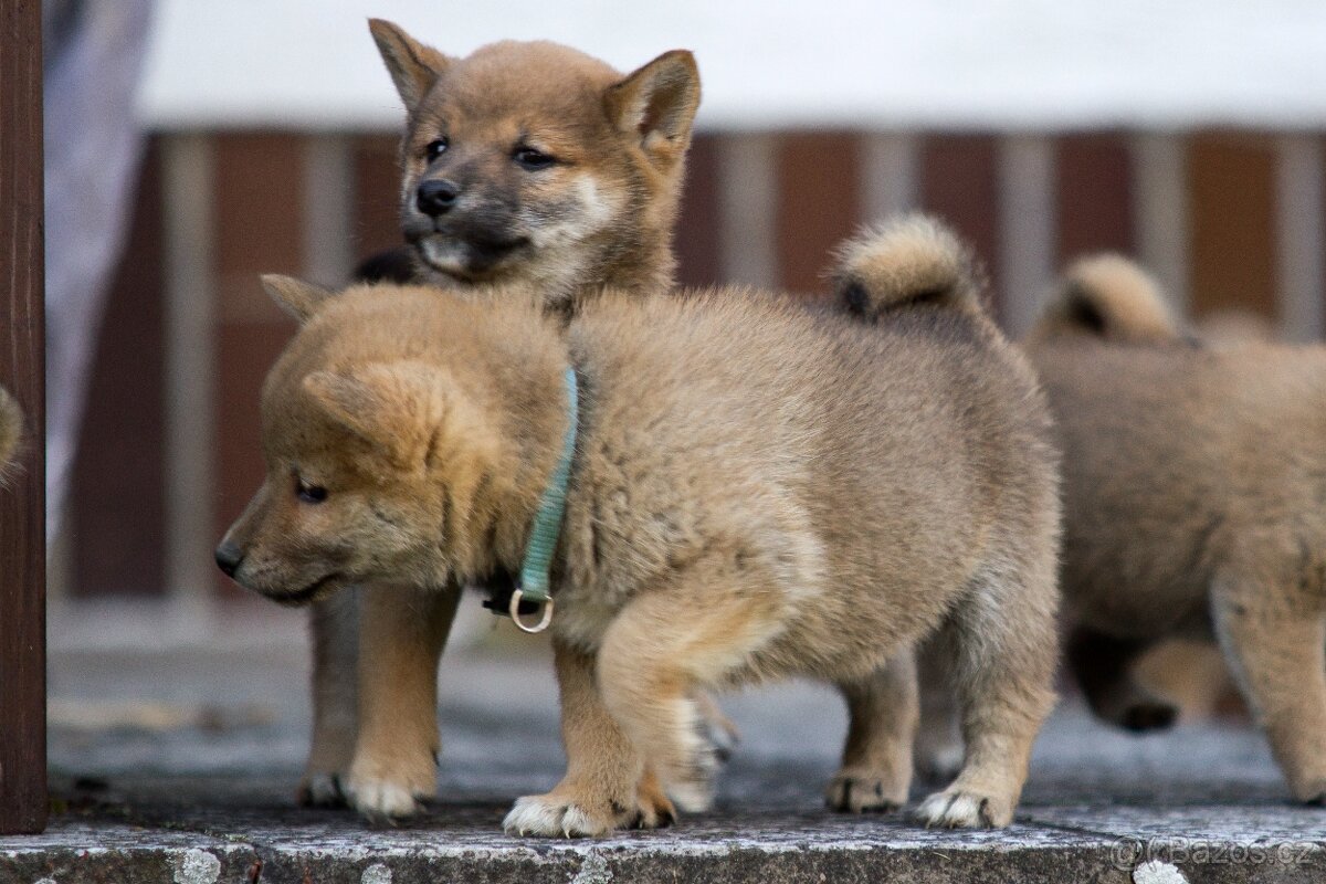 Shiba inu s PP - 2
