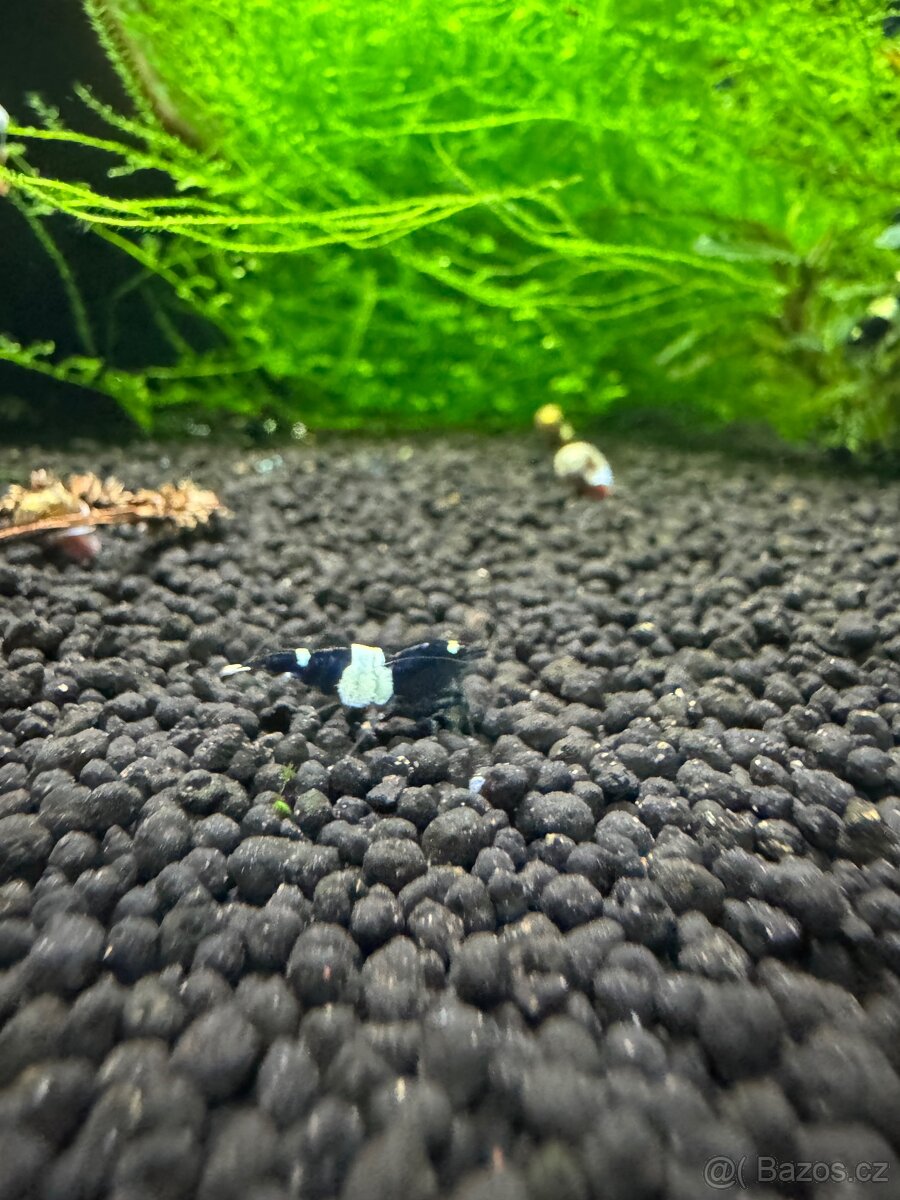 Sladkovodní krevetky - 2