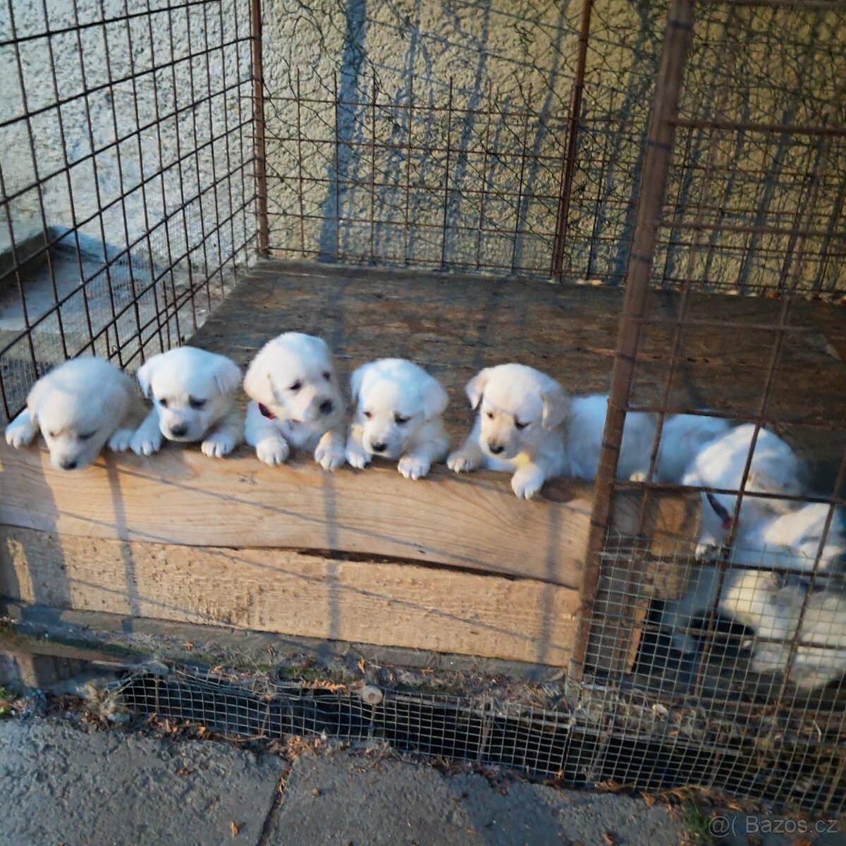 Labrador šteniatka - 2