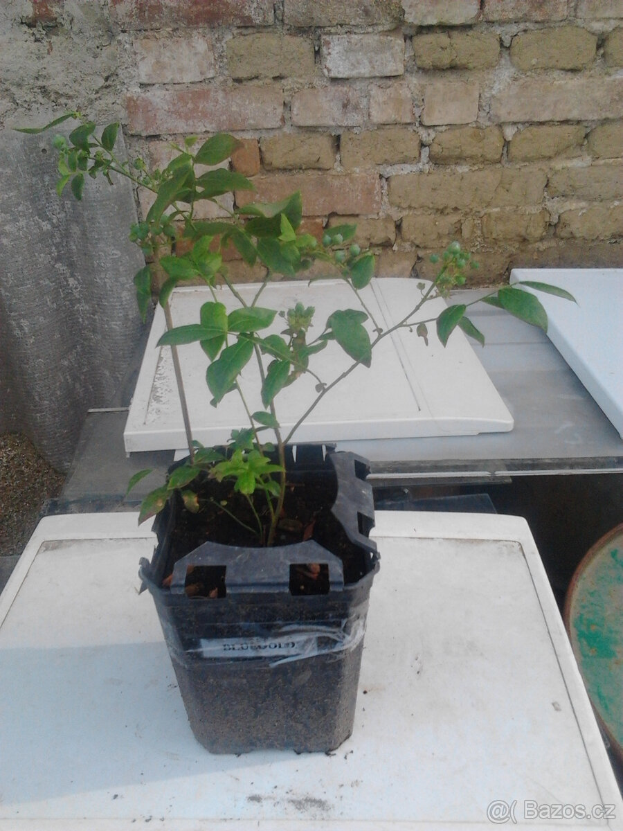 Prodám sazenice kanadských borůvek SPARTAN-DUKE - 2