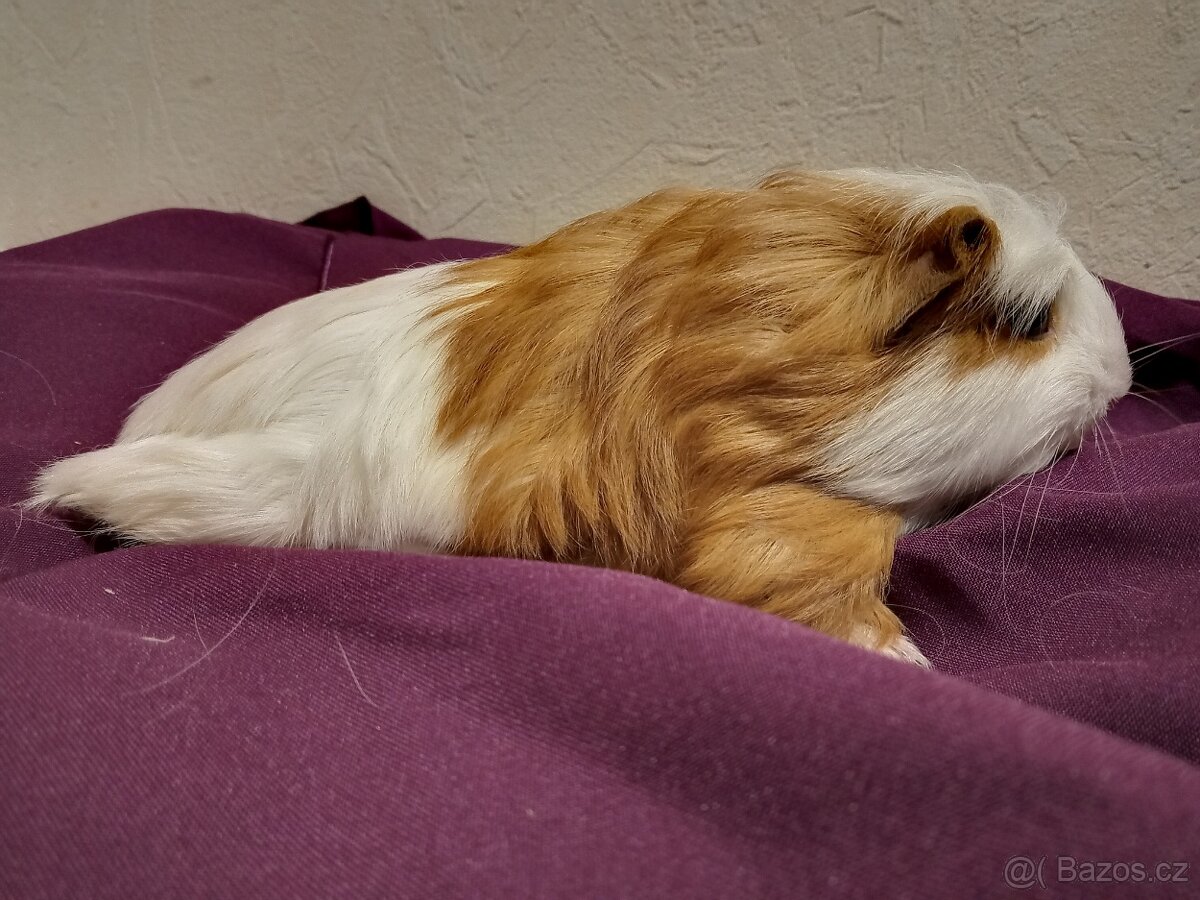 Sameček morčátko coronet - 2