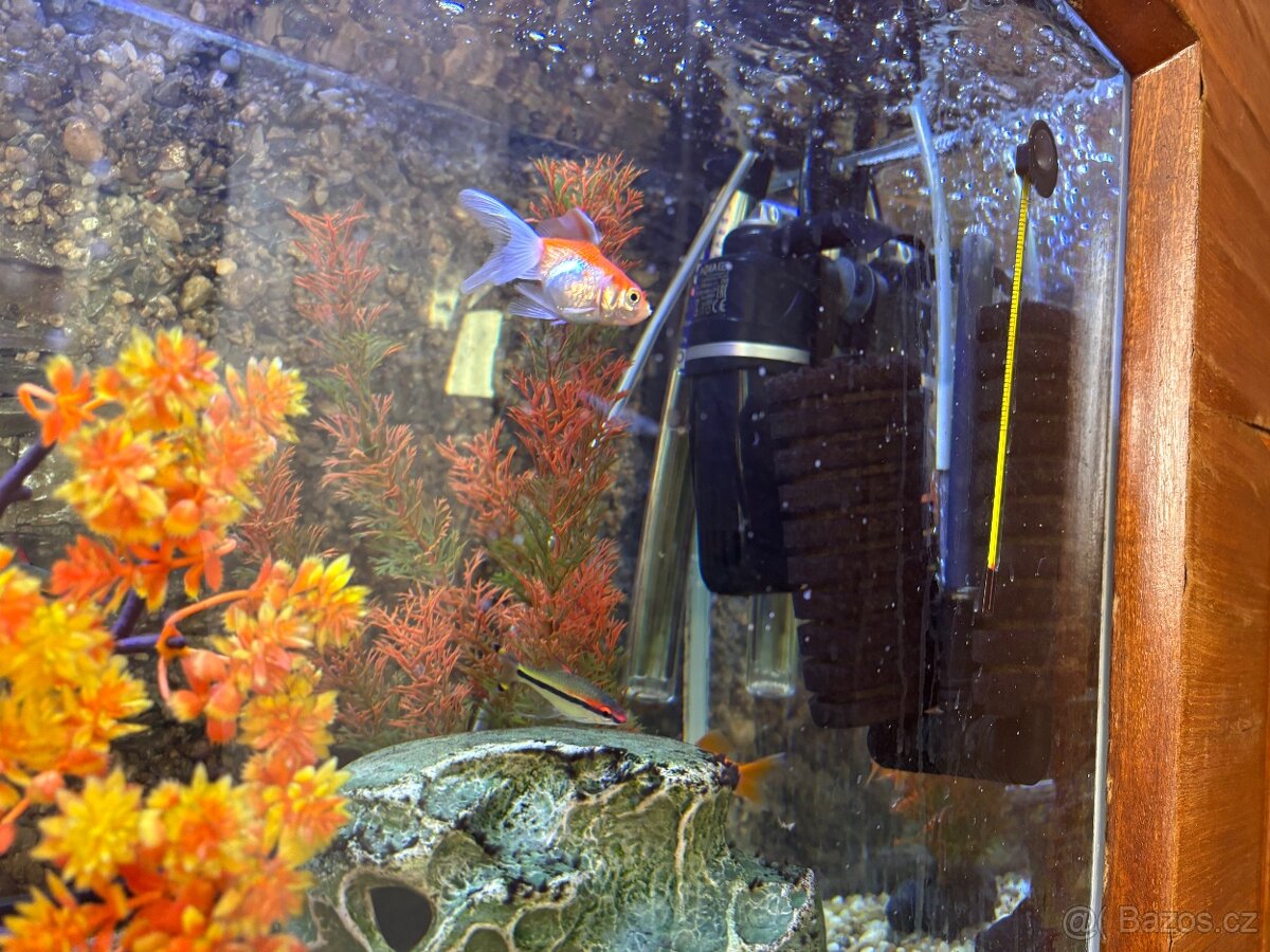 Akvárium s rybičkami - 2