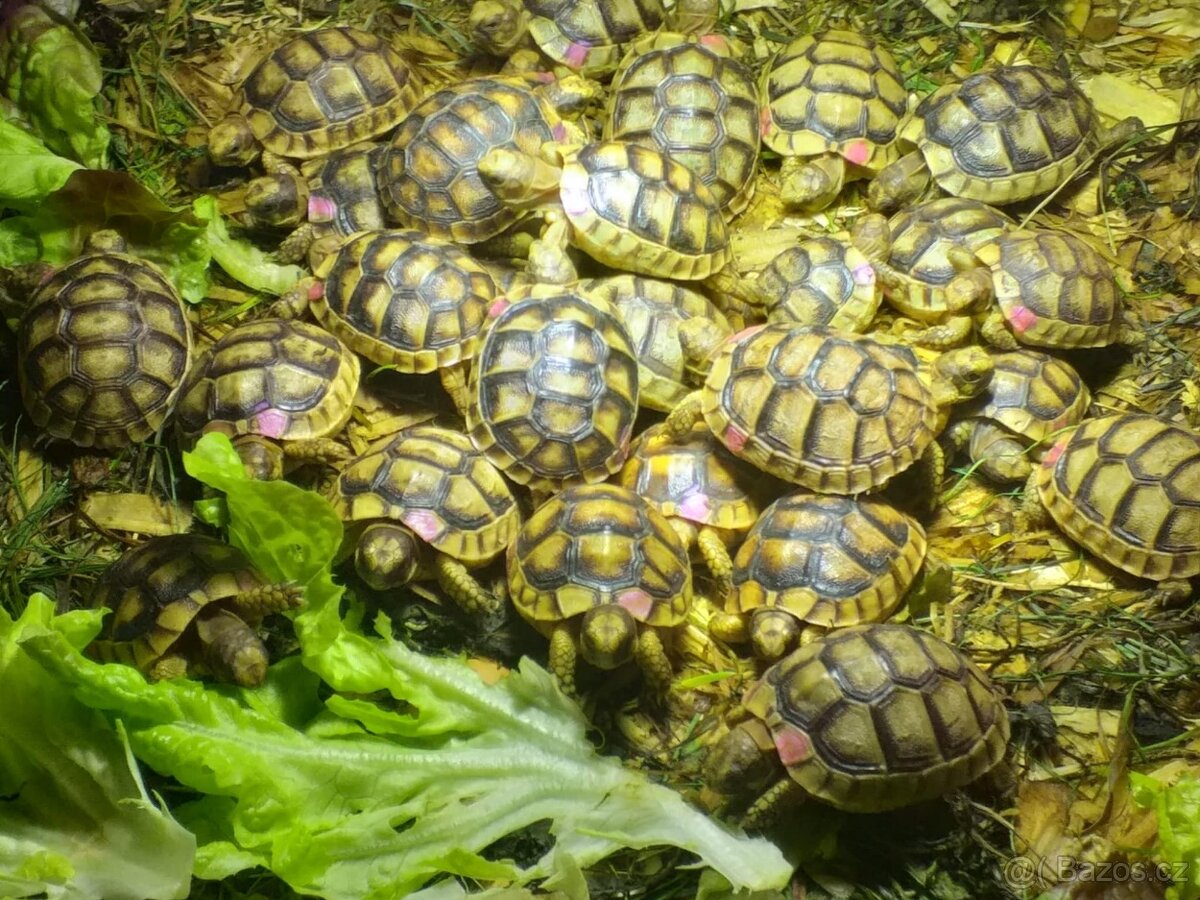 prodám mláďata želv + kompletní terárium - 2