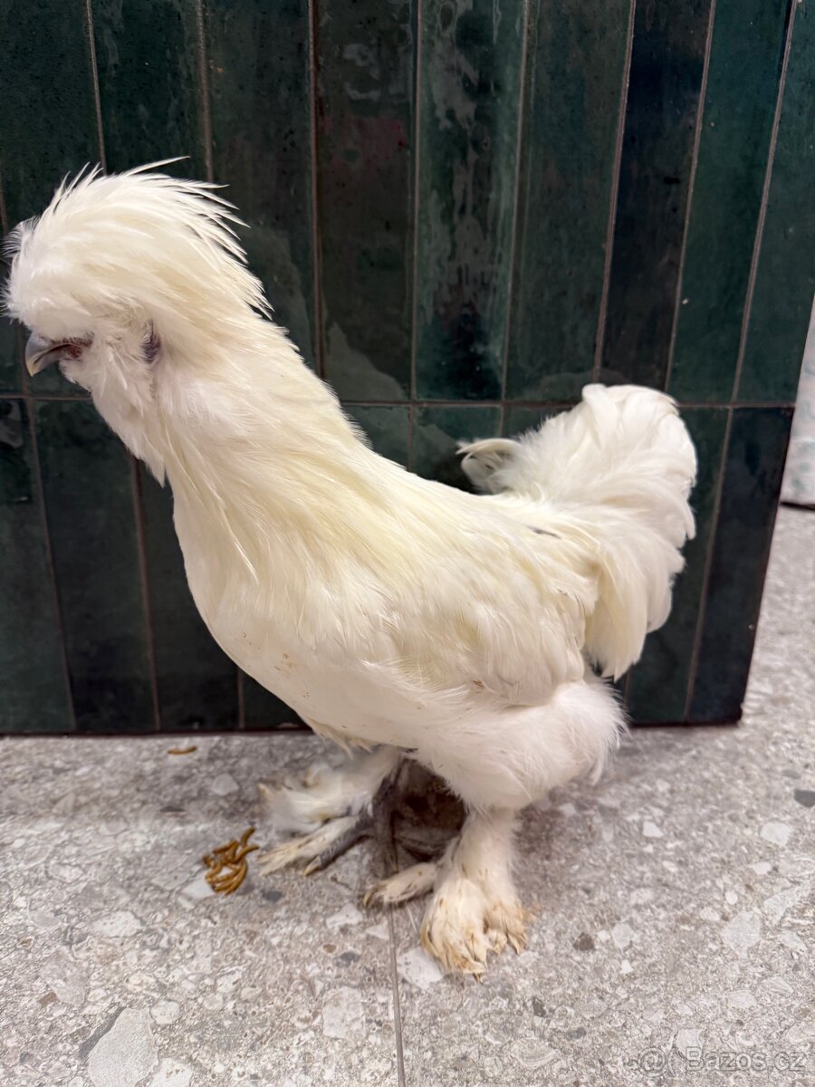 Hedvabnicka USA kohoutek - 2