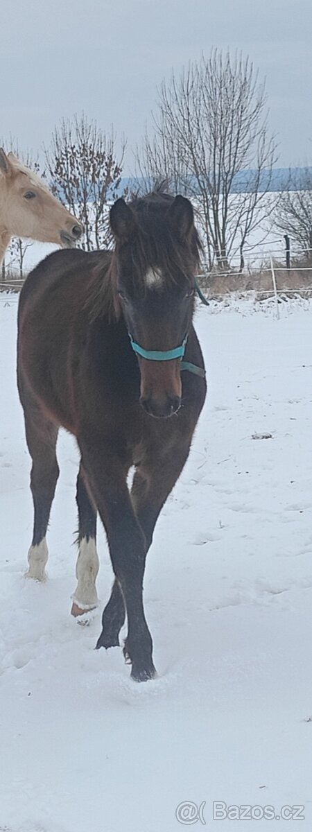 Hřebec odstávče - 2