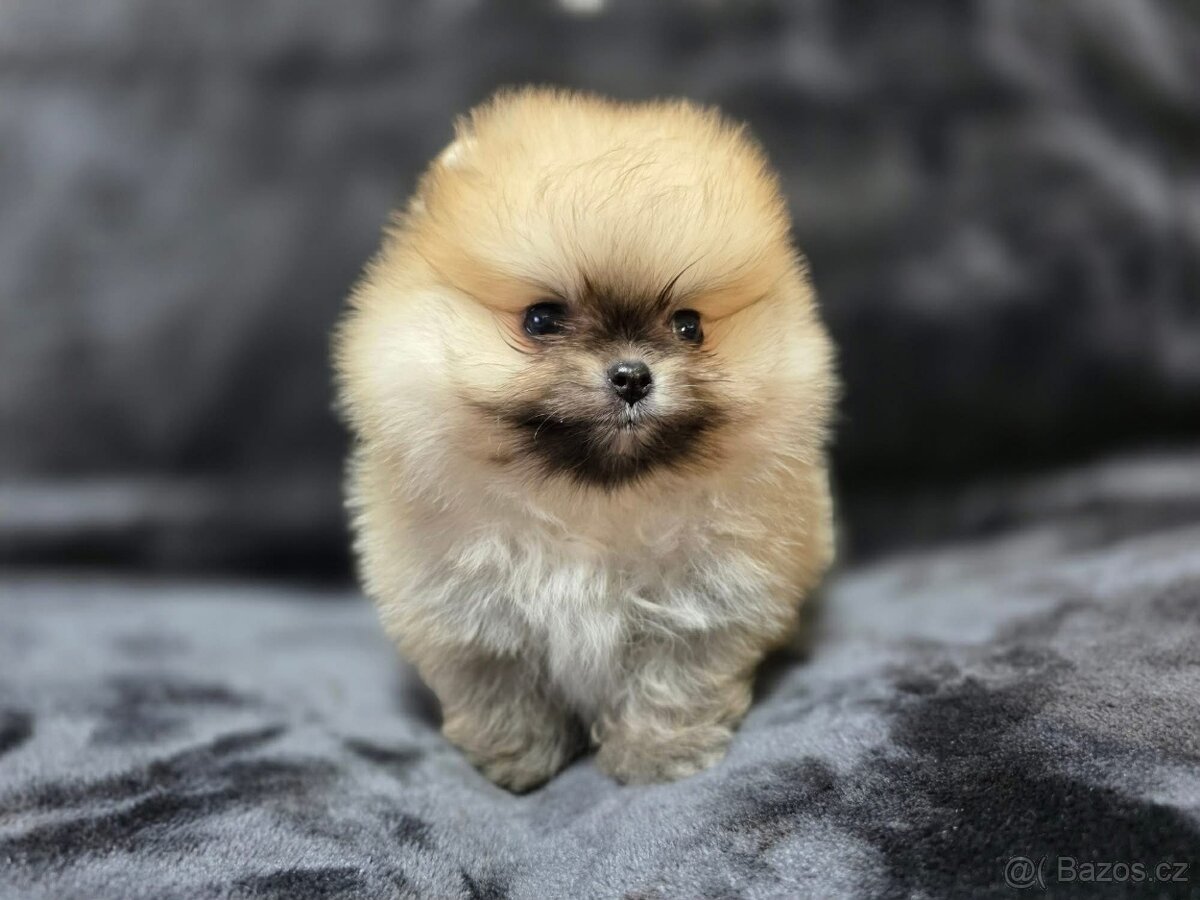 Pomeranian Mini - 2