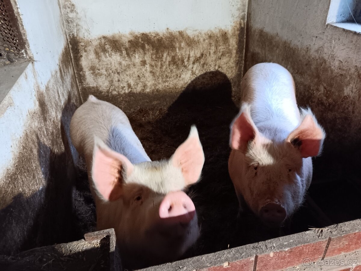 Prodam vykrmene prase - 2