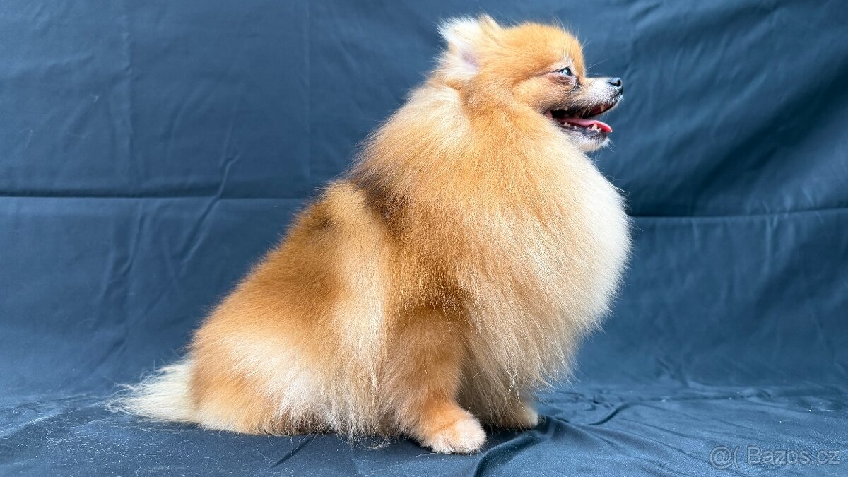 Chovná fenka Pomeranian s PP FCI - 2