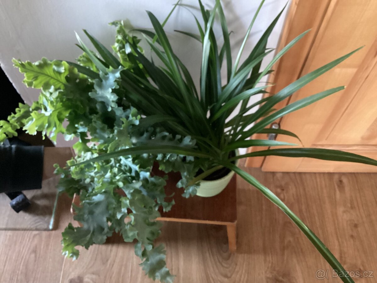 Zelenec, Slezinik - 2