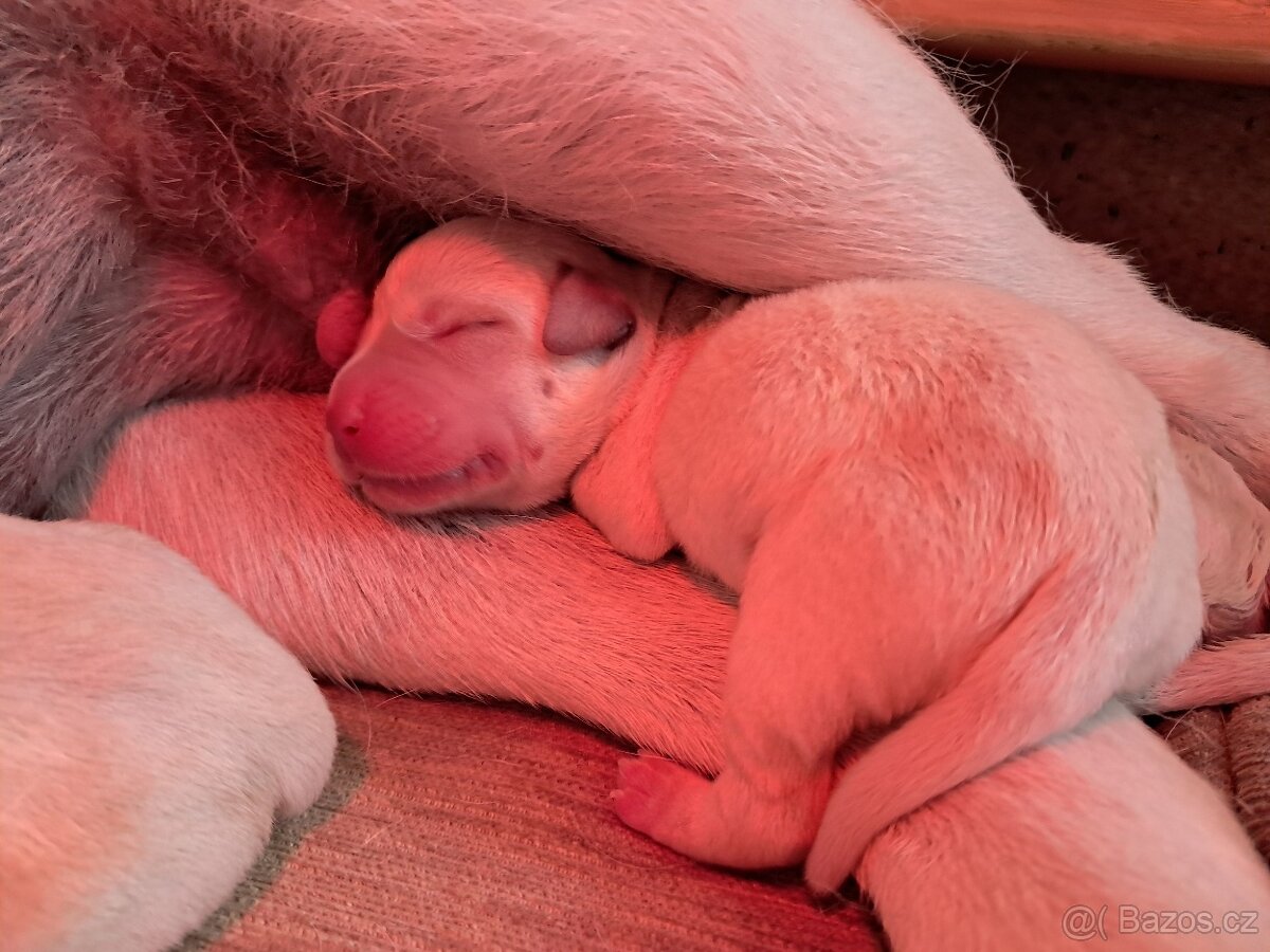 Labradorský retrívr s PP - 2