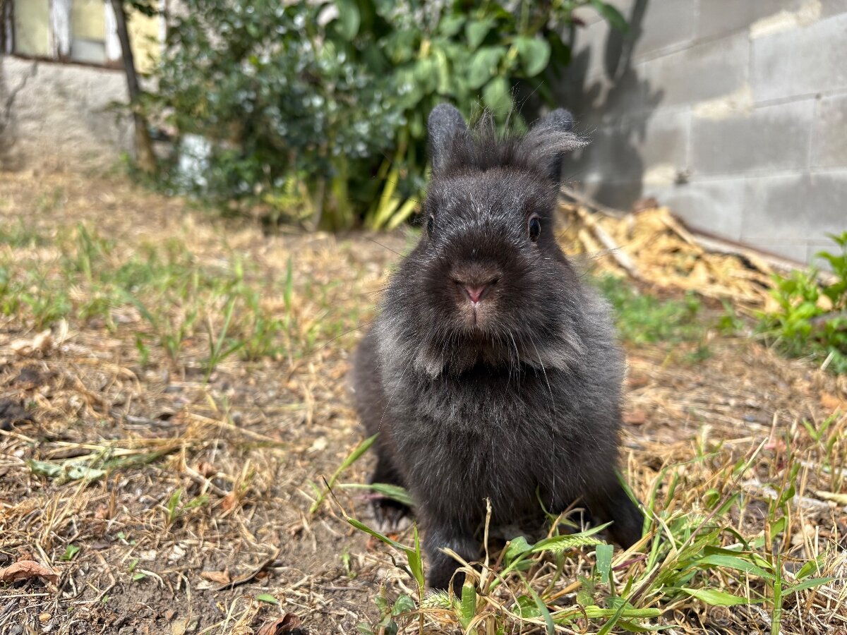 Zakrslý králíček sameček 🐇…11 týdnů - 2