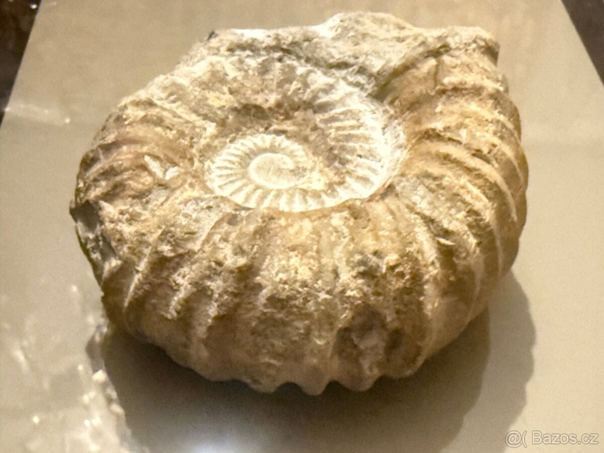 Amonit Maroko 12x11 cm - 2